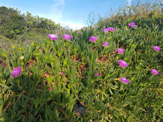 flowers in Malta