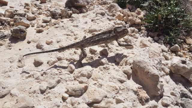 Malta with kids chameleon