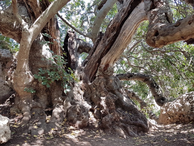 carob tree