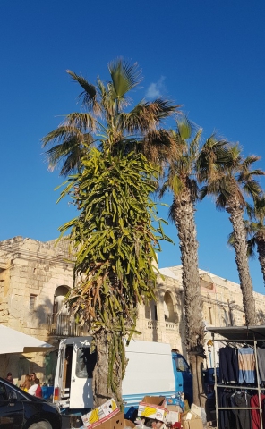 marsaxlokk market