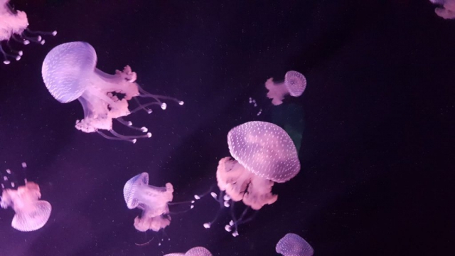 Jelly fish MALTA AQUARIUM