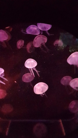 Jelly fish MALTA AQUARIUM